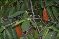 Suregada multiflora